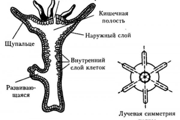 Kraken online