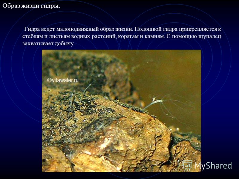Кракен зон